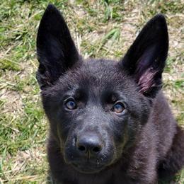 Older Trained Pup - Pink Collar - Umbra - Black female German Shepherd puppy in Augusta, West Virginia from Cricket Hollow Canines