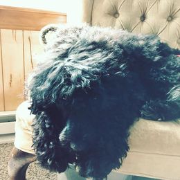 Portuguese Water Dog All Grown Up from Siesta PWD’s