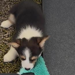 AKC Brown - Black and tan male Pembroke Welsh Corgi puppy in Summerfield, Florida from Promise Land Farm