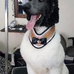 Poodles from Doraida Clarke's Standard Poodles