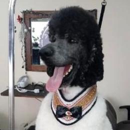 Poodles from Doraida Clarke's Standard Poodles