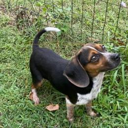 Rookie - Beagle