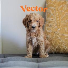 Vector - Red  male Goldendoodle puppy in College Station, Texas from Em & El Doodles