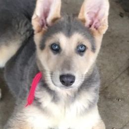 German Shepherds from Shepherds Rose Gardens