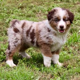 Charlotte - Red merle female Miniature Australian Shepherd puppy in Fort Smith, Arkansas from Rye Hill Aussies