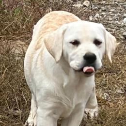 Girl 3 - Yellow female Labrador Retriever puppy in Turner, Maine from Bear Pond Retrievers