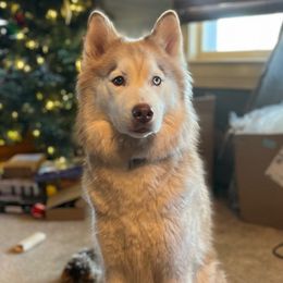 Noya - Siberian Husky