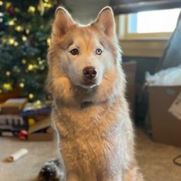 Noya - Siberian Husky