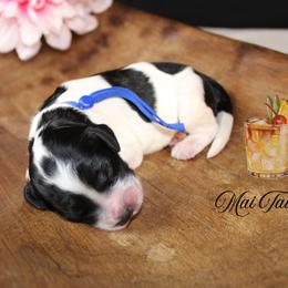 Mai Tai - Black and white male Cockapoo puppy in Mancelona, Michigan from Lavender poodles & doodles