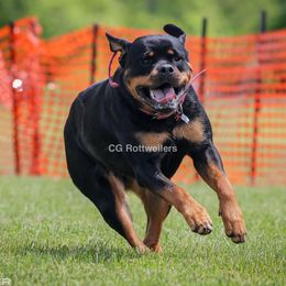 Remi - Rottweiler