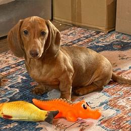Lawson - Brindle male Dachshund puppy in Lincoln, Arkansas from Red Dirt Dachshunds