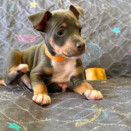 Apollo - Blue white and tan male Rat Terrier puppy in Molalla, Oregon from The Puppy Patch Rat Terriers