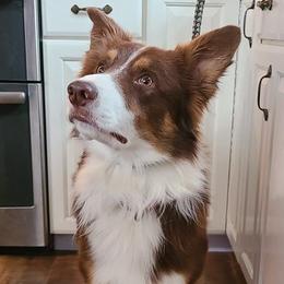 Border Collies from Sandstone Ridge Kennels