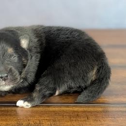 Bowie - Black and tan male Pomeranian puppy in Fultonville, New York from Sandy Aussies & Pomeranians