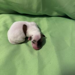 Bentli - Tri-color female Coton de Tulear puppy in Timber, Oregon from Sterling’s Sweet Cotons
