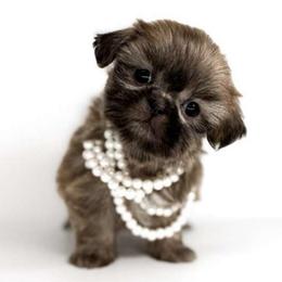 Daphne - Sable female Shih Tzu puppy in League City, Texas from Divine Pups