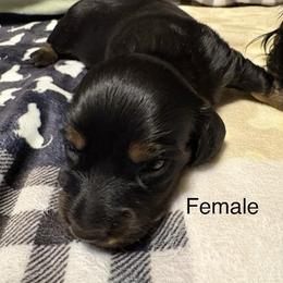 Dachshund Puppies from Sias Select Dachshunds
