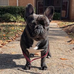 Ezra - French Bulldog