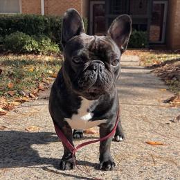Ezra - French Bulldog