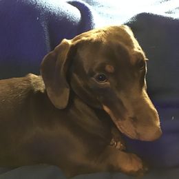Dachshund Puppies from Linda Parcell