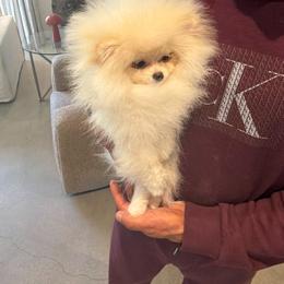 Girl 1 - Cream female Pomeranian puppy in Riverside, California from Swans Nest Pomeranians (IG)