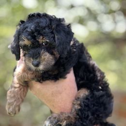 Girl 1 - Poodle puppy in Dallas, Texas from Infinity Poodles