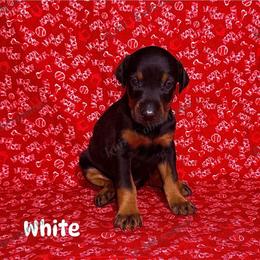 White - Black and rust female Doberman Pinscher puppy in Louisville, Kentucky from Ruiz Dobermans
