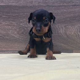 Girl 1 - Black and rust female Miniature Pinscher puppy in Lancaster, Missouri from White Stone Ranch