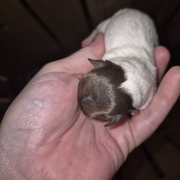 Boy 1 - Chocolate and white male Chihuahua puppy in Trout, Louisiana from Magnolia Farm's LLC