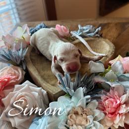 Simon - White and liver brown male Dalmatian puppy in Mount Vernon, Missouri from Spots & Spirals
