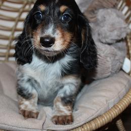 Boy 1 - Black and tan male Dachshund puppy in Craig, Colorado from Rocky Mountain Shih Tzus and Dry Creek Miniature Dachshunds