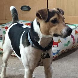 Wendy - Jack Russell Terrier