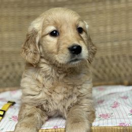 Miss Yellow - Dark golden female Golden Retriever puppy in Tonasket, Washington from Denzil’s Goldens