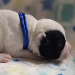 Fudge - White male American Bulldog puppy in Three Rivers, Michigan from Jemms Kennels