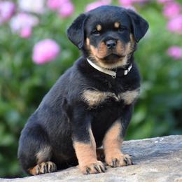 Ivy - Black and mahogany female Rottweiler puppy in Catawissa, Pennsylvania from Sharp Ridge Rottweilers