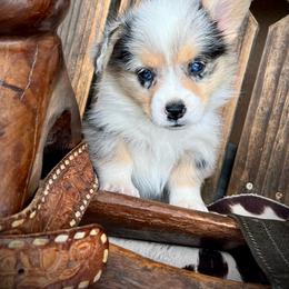 Blake - Blue male Pembroke Welsh Corgi puppy in Los Lunas, New Mexico from Blue Diamond Welsh corgis