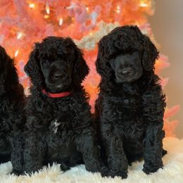 Poodle Puppies from Cardi the Poodle and Friends