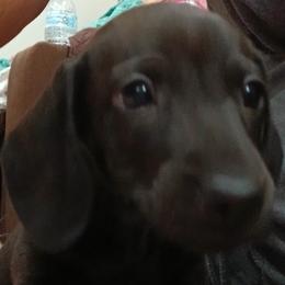 Dachshund Puppies from Boopenstein Doxies