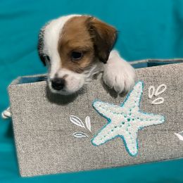Boy - Last Mango in Paradise - White and black Russell Terrier puppy in Englewood, Florida from Manasota Key Jack Russells