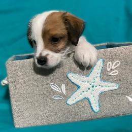 Boy - Last Mango in Paradise - White and black Russell Terrier puppy in Englewood, Florida from Manasota Key Jack Russells
