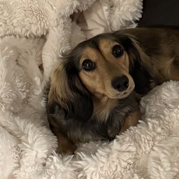 Penny - Dachshund