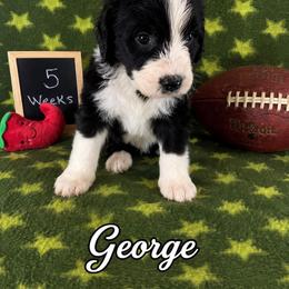 George - Black and white male Sheepadoodle puppy in Glen Rose, Texas from Clevenger’s Sheepadoodle Fur Baby Farm