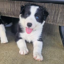 Froggy - White and black male Bordoodle puppy in Fredericktown, Ohio from Brisby Bordoodles