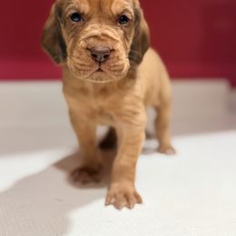 Deputy Drool, - Red male Bloodhound puppy in Inman, Nebraska from Sandhill Hounds of Nebraska