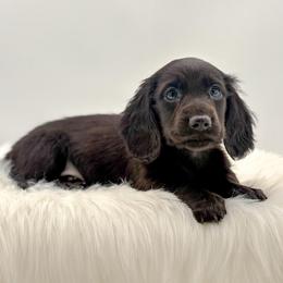 Mace - Black male Dachshund puppy in Illinois from Charmm Dachshunds