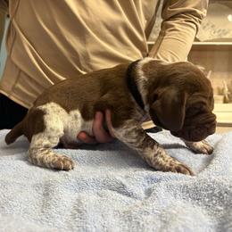 Black band boy - Liver roan male German Shorthaired Pointer puppy in Sylvania, Alabama from Turner Delightful Dachshund Farm & German Short Hair Pointers