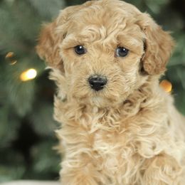 Cavapoochons from Platinum Premier Puppies