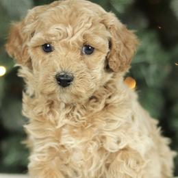Cavapoochons from Platinum Premier Puppies