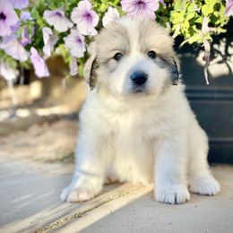 Boy 7 - White male Great Pyrenees puppy in Cedar City, Utah from Forestwood Farms Great Pyrenees