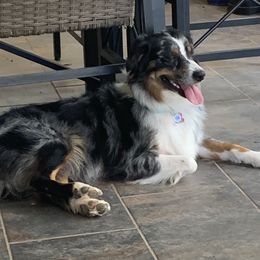 Kemah - Australian Shepherd